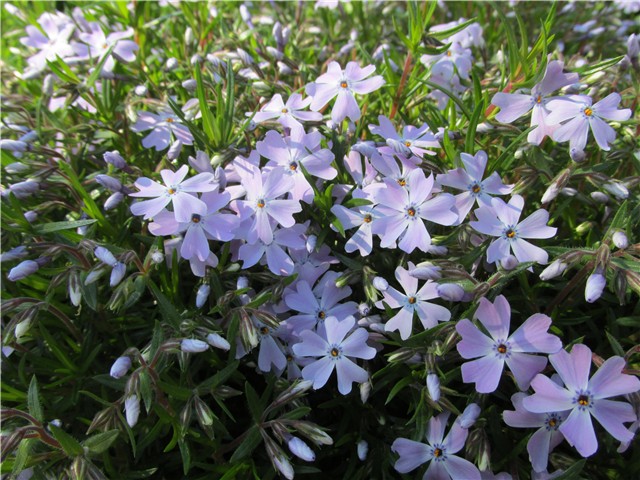 niski plamenac